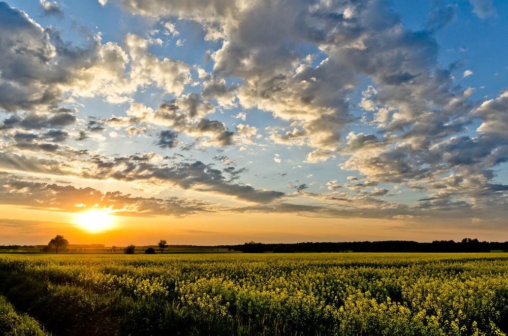 Rapsfelder in der Abendsonne