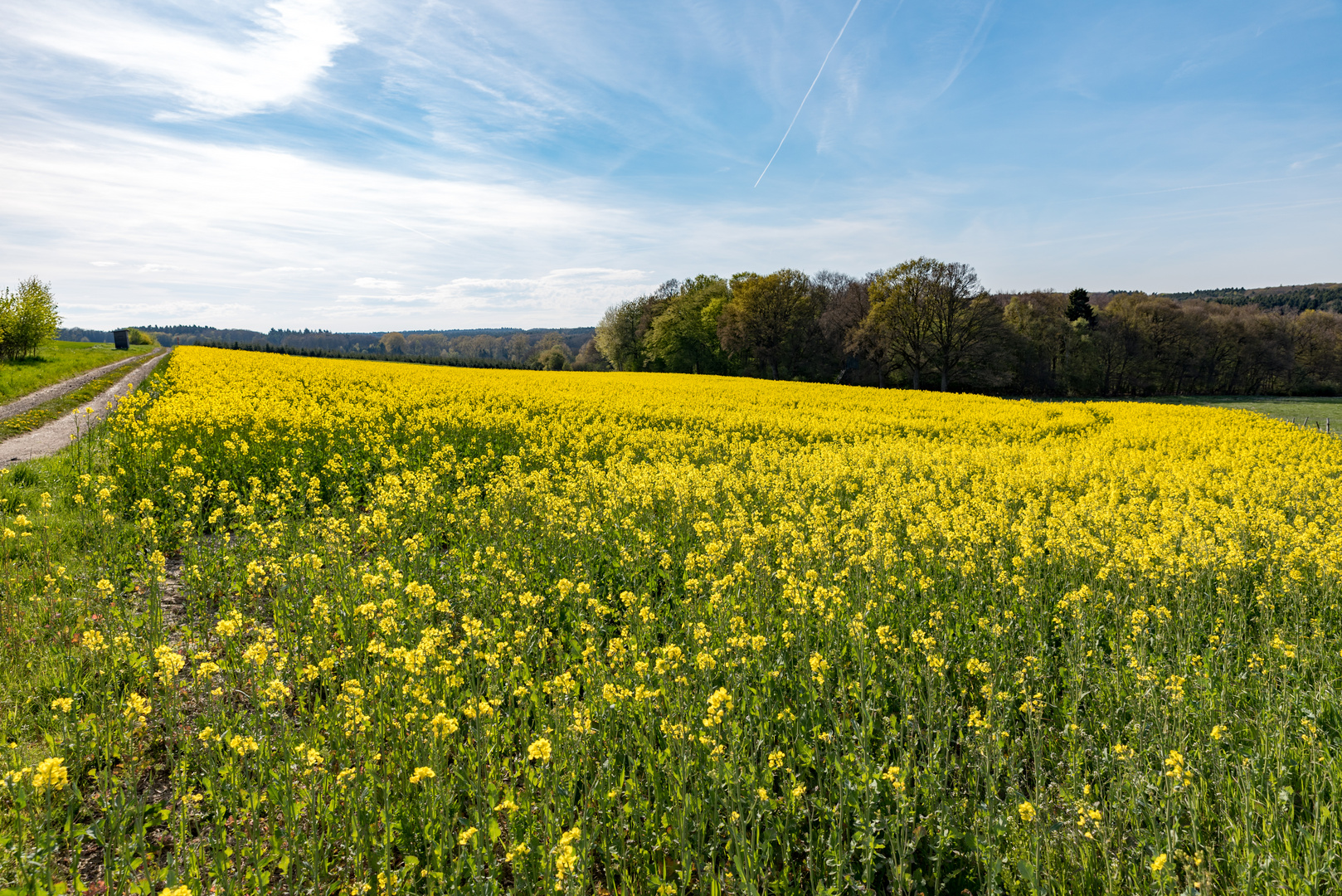 Rapsfelder in der Ahr-Region