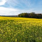 Rapsfelder in der Ahr-Region