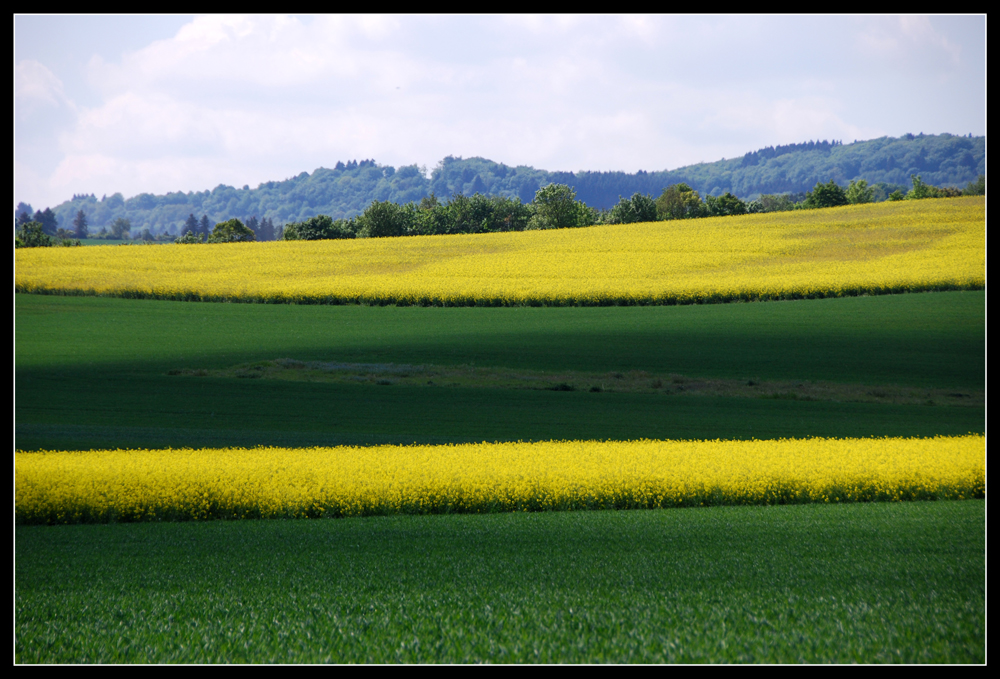 Rapsfelder in der Eifel