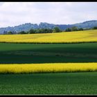 Rapsfelder in der Eifel