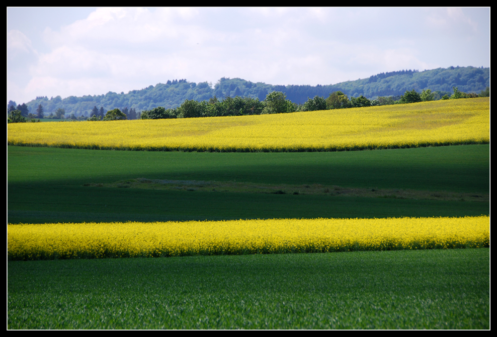 Rapsfelder in der Eifel Foto & Bild pflanzen, pilze & flechten, getreide und feldfrüchte