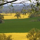 Rapsfelder in der "Holsteinischen Schweiz"