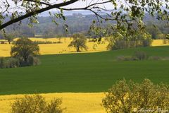 Rapsfelder in der "Holsteinischen Schweiz"