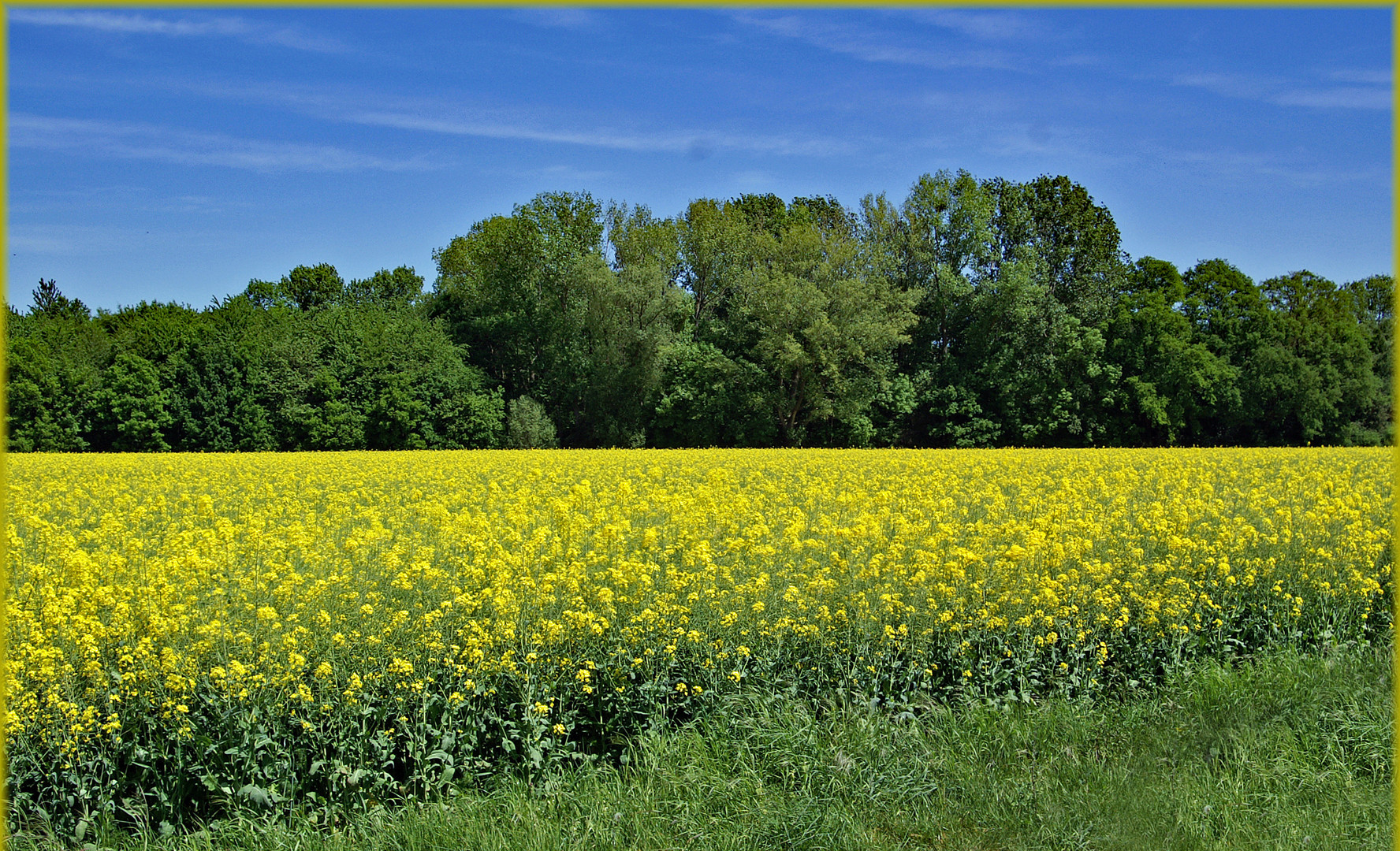 Rapsfelder in der Soester Börde Foto & Bild landschaft, jahreszeiten, frühling Bilder auf