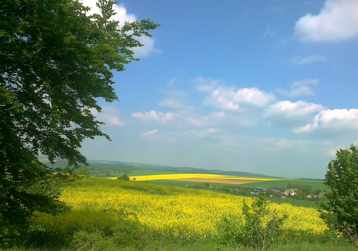 Rapsfelder in der Südeifel