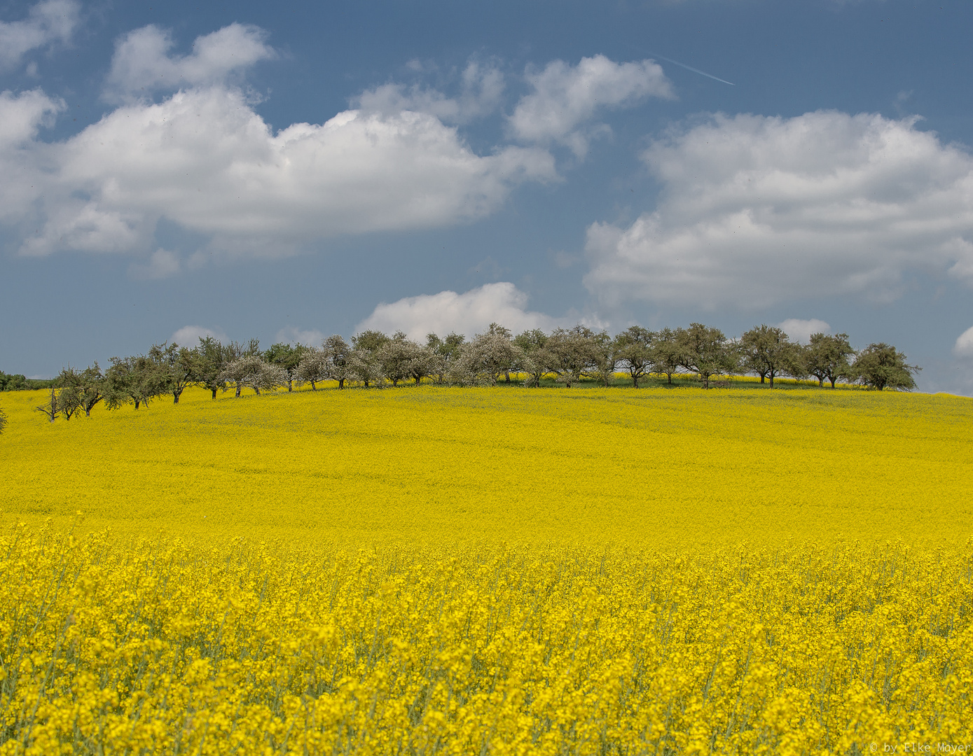 Rapsfelder in der Wetterau