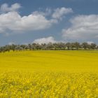 Rapsfelder in der Wetterau