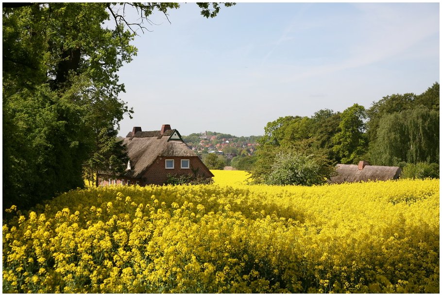 Rapsfelder in Schleswig Holstein