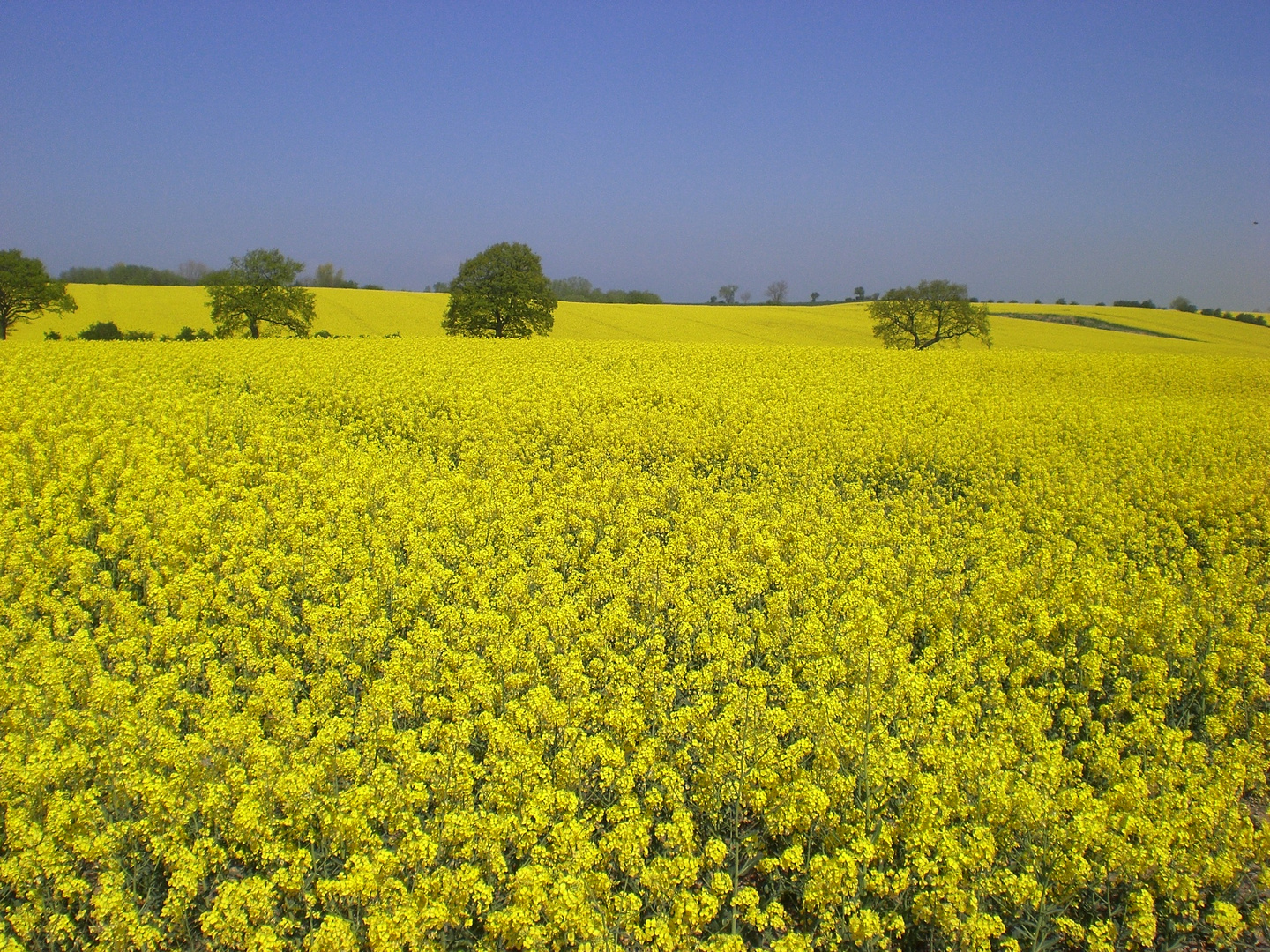 Rapsfelder in Schleswig Holstein