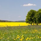 Rapsfelder in voller Blüte