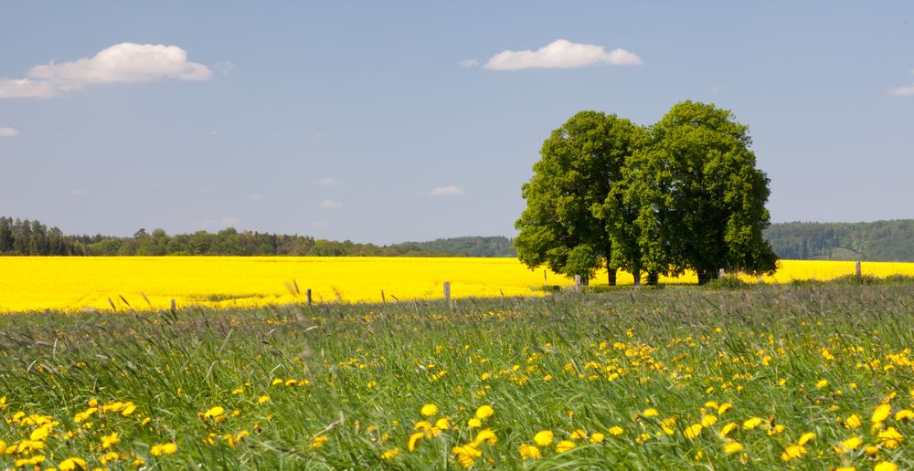 Rapsfelder in voller Blüte