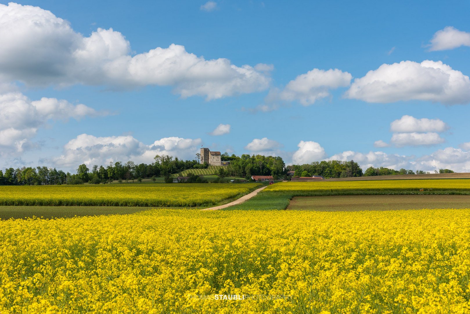 Rapsfelder in voller Blüte