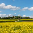 Rapsfelder in voller Blüte