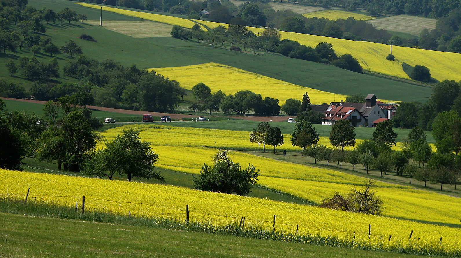 Rapsfelder lassen die Landschaft leuchten