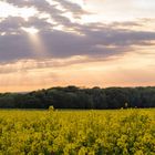 Rapsfelder mit Blick auf Lübeck