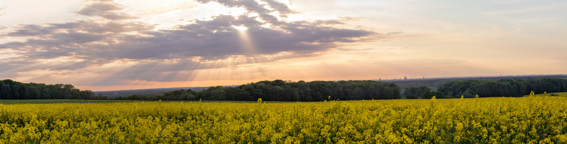 Rapsfelder mit Blick auf Lübeck