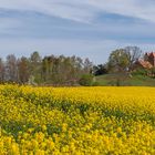 Rapsfelder mit Kirche / Rapeseed fields with church