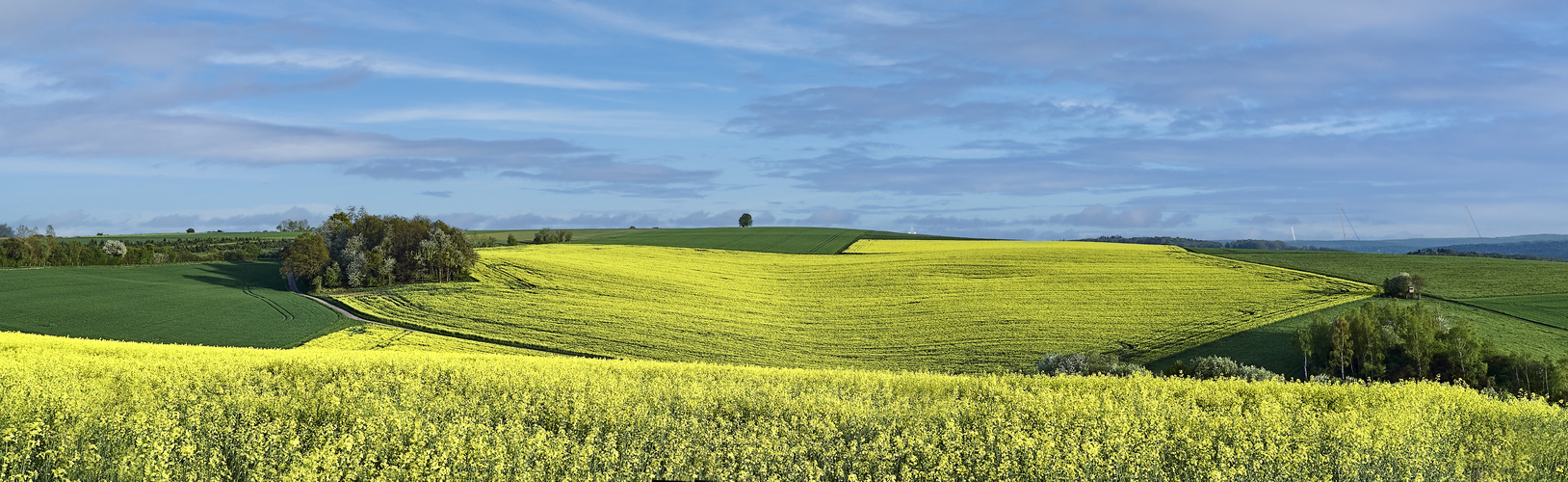 Rapsfelder ringsum in der Eifel .  .  .