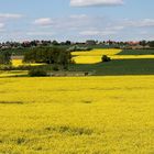 Rapsfelder vor Bergkirchen