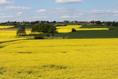 Rapsfelder vor Bergkirchen