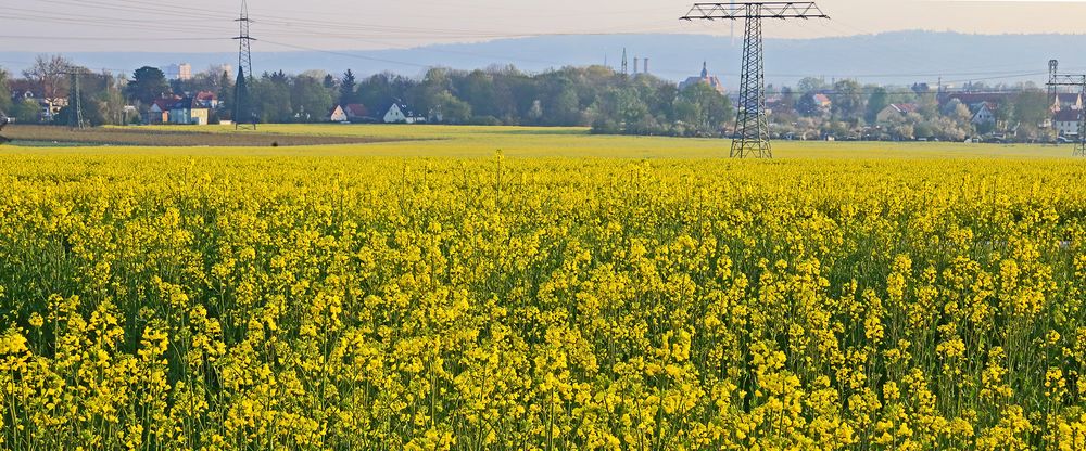 Rapsfelder vor den Toren von Dresden...bzw. zwischen Heidenau und Dresden...