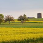 Rapsfelder  vor der Grüningerwarte