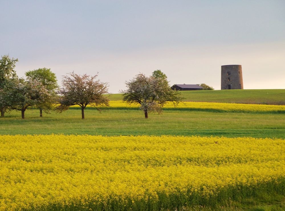 Rapsfelder  vor der Grüningerwarte