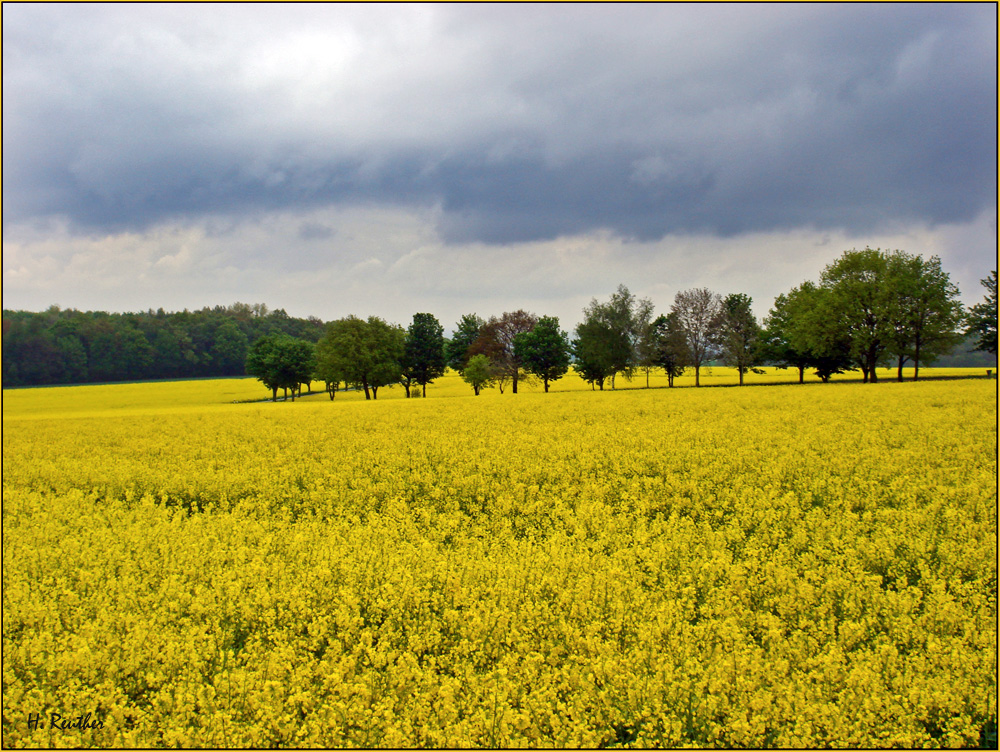 Rapsfelder weit und breit. Foto & Bild landschaft, Äcker, felder & wiesen, natur Bilder auf