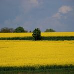 Rapsfelder.......überall weit und breit!