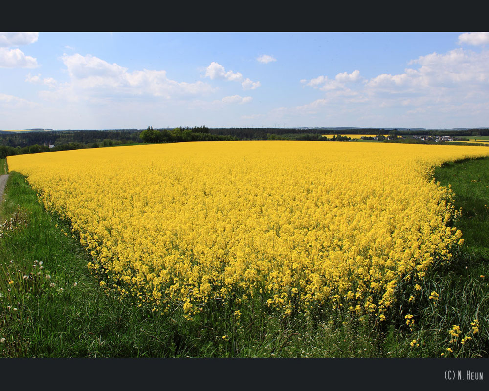 Rapsfeld...es duftet