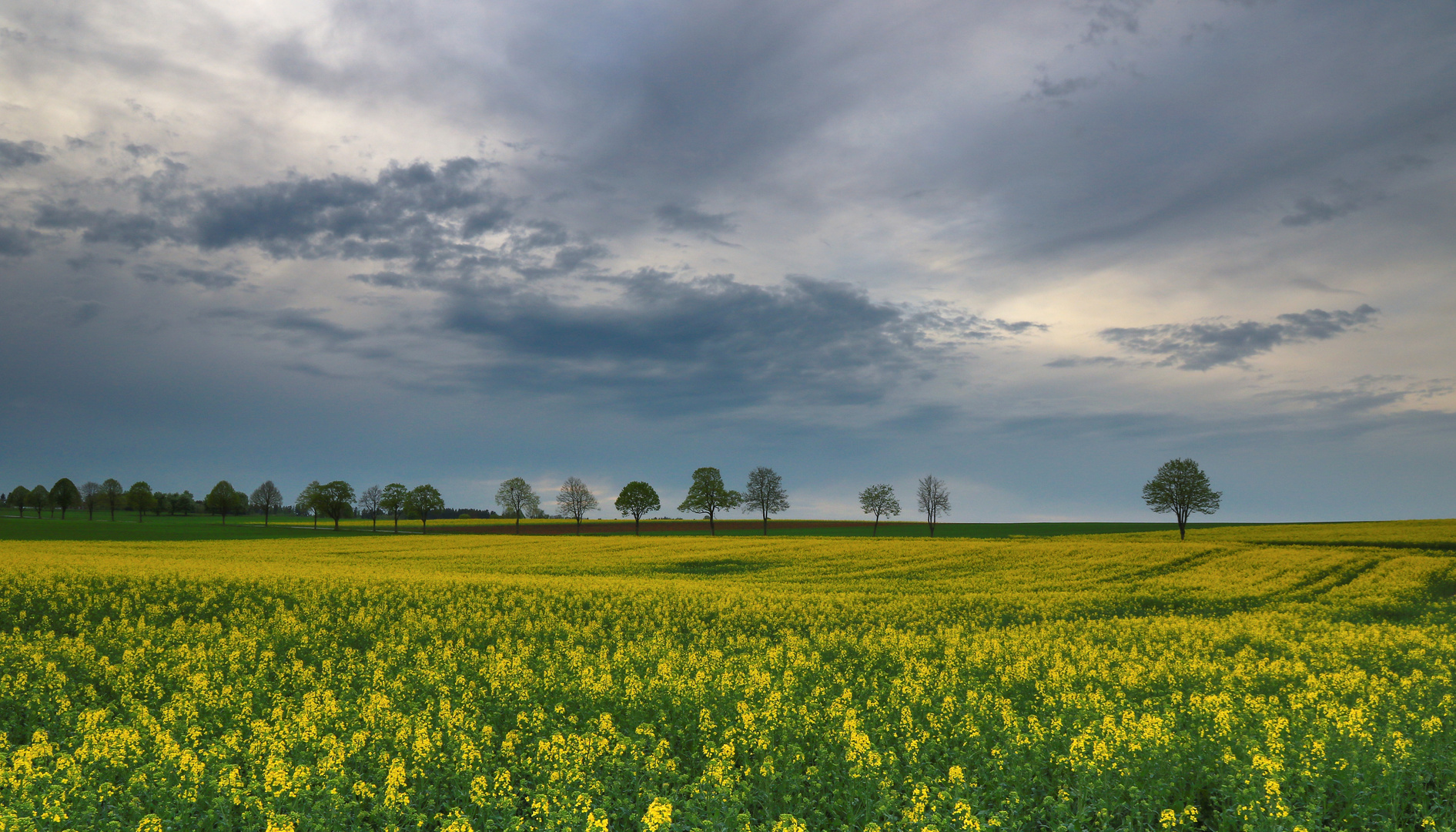 Rapsfeldstimmung