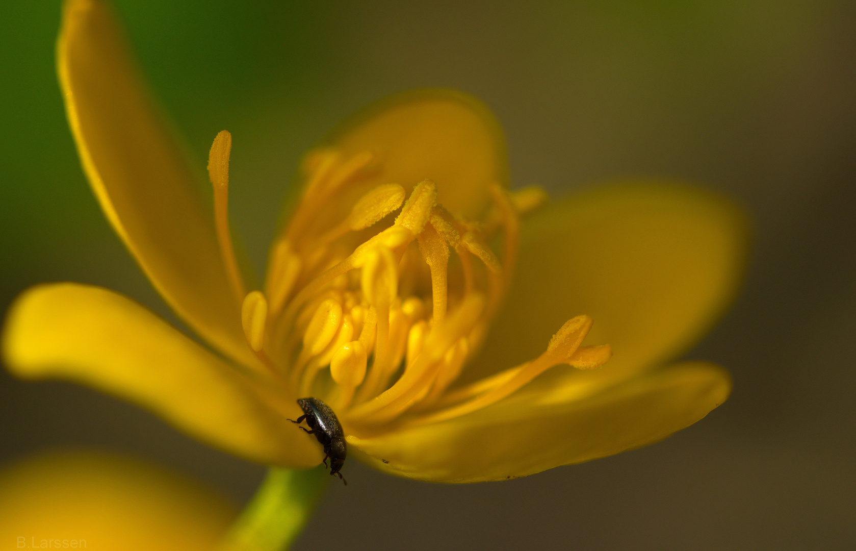 Rapsglanzkäfer auf Sumpfdotterblume