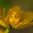 Rapsglanzkäfer auf Sumpfdotterblume