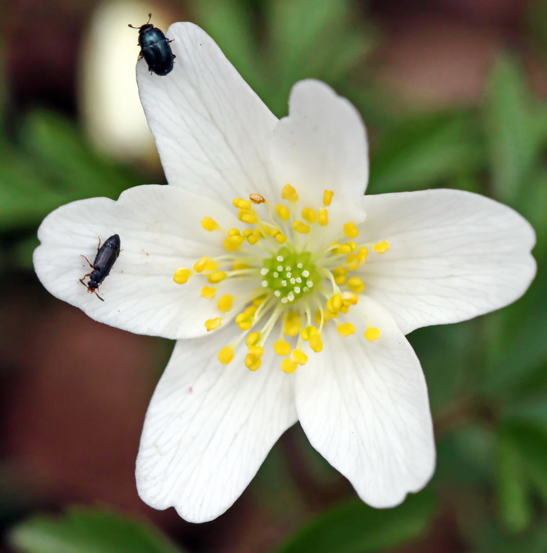 Rapsglanzkäfer  und ein Kurzflügler 