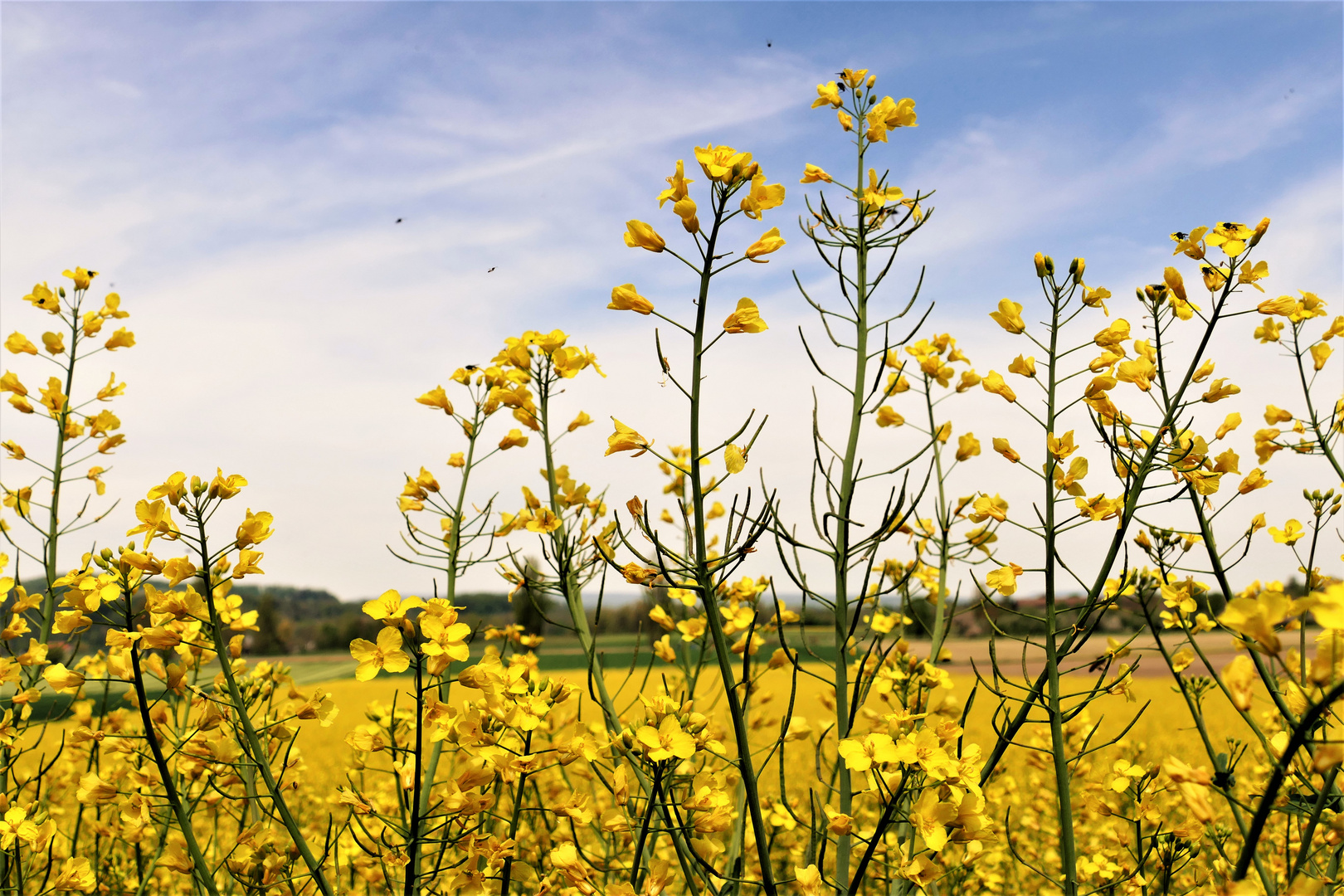 Rapsgold vor Frühlingshimmel