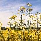 Rapsgold vor Frühlingshimmel