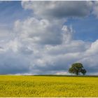 Rapshimmel mit Baum