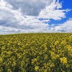 Rapshimmel ... oder die verlorenen Mohnfelder