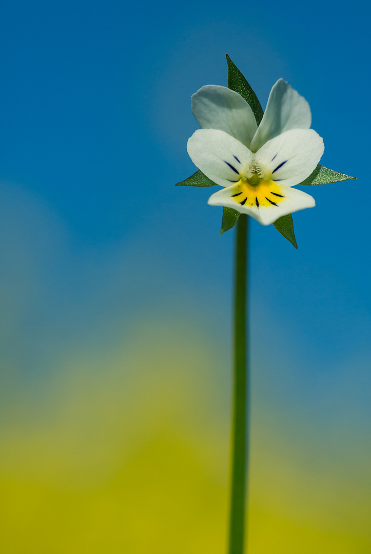 Raps*Himmel*Blümchen