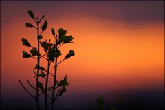 rapsiger Sonnenaufgang bei Bassen