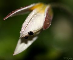 Rapskäfer auf Wildtulpe