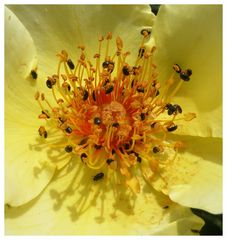 Rapskäfer in der Rosenblüte.