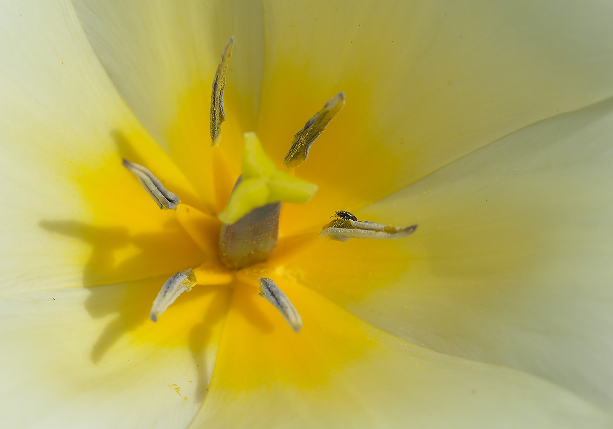 Rapskäfer in Tulpenblüte