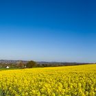 Rapslandschaft