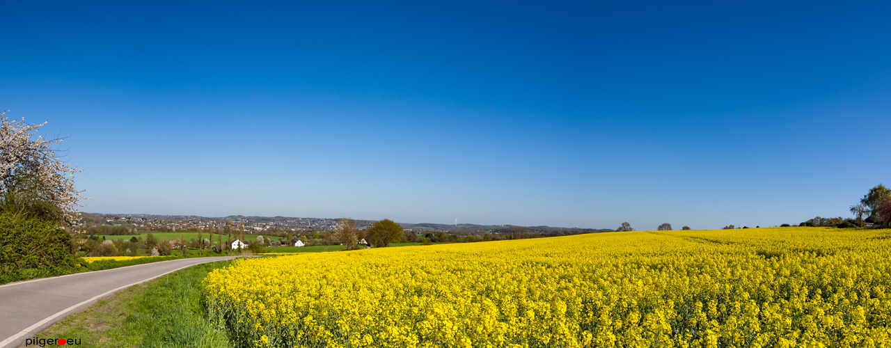 Rapslandschaft