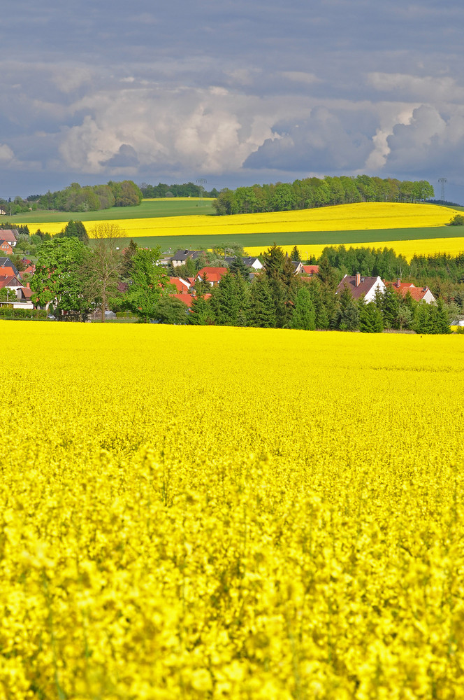 Rapslandschaft