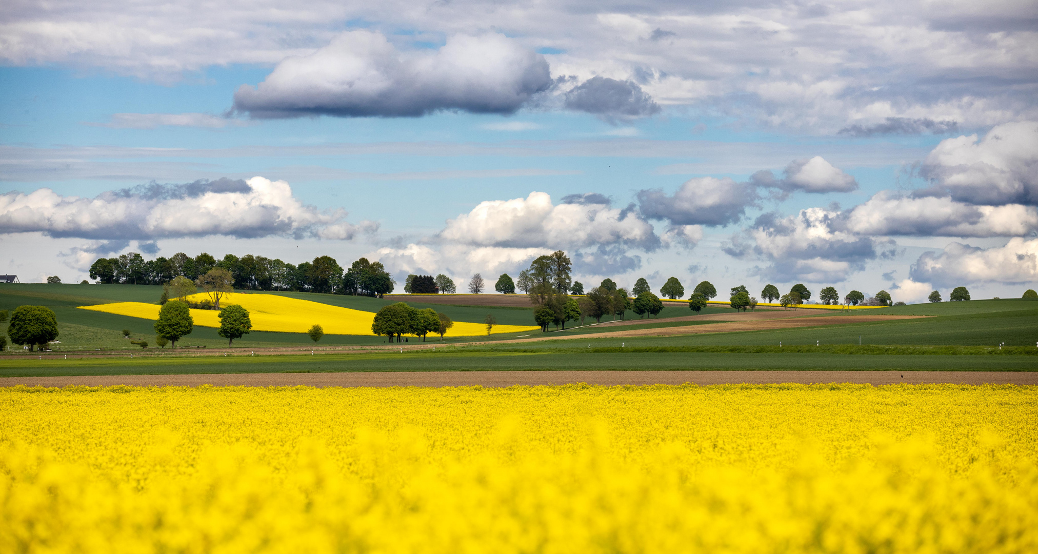 Rapslandschaft