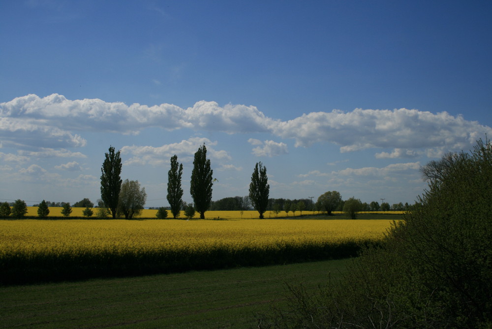 Rapslandschaft