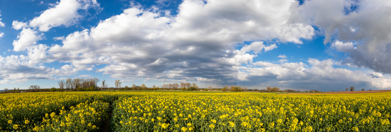 Rapslandschaft